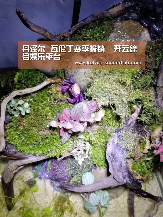  开云综合娱乐平台